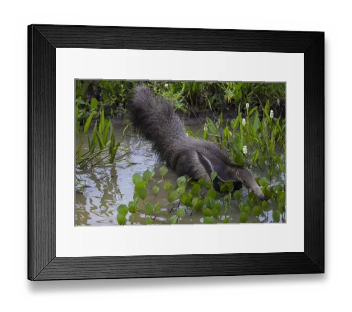 Framed Print : South America. Brazil. A giant anteater (Myrmecophagia tridactyla) in the Pantanal Framed Print : South America. Brazil. A giant anteater (Myrmecophagia tridactyla) in the Pantanal