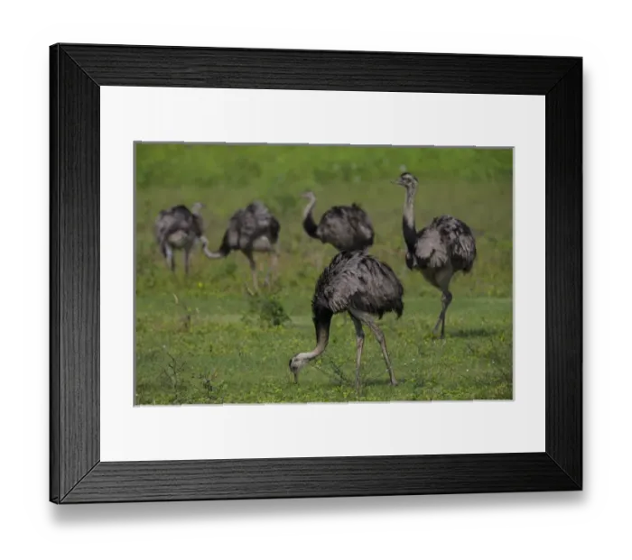 Framed Print : South America. Brazil. A flock of rheas (Rhea americana), large birds related to the ostrich Framed Print : South America. Brazil. A flock of rheas (Rhea americana), large birds related to the ostrich