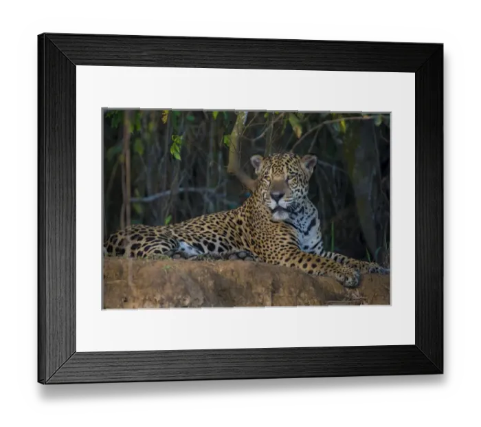 Framed Print : South America. Brazil. A jaguar (Panthera onca), an apex predator, rests along
