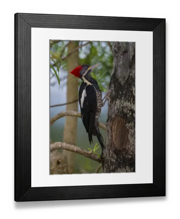 Framed Print : South America. Brazil. Lineated woodpecker (Dryocopus lineatus) in the Pantanal Framed Print : South America. Brazil. Lineated woodpecker (Dryocopus lineatus) in the Pantanal