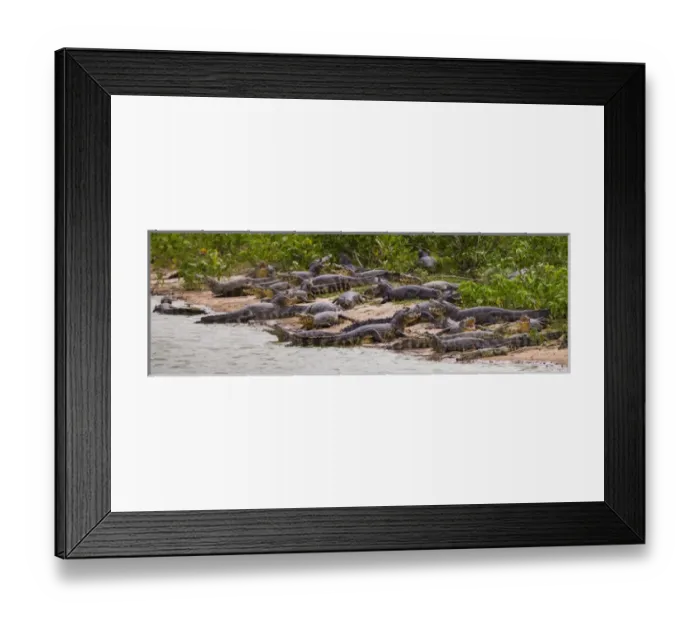 Framed Print : South America. Brazil. Spectacled caimans (Caiman crocodilus) in the Pantanal