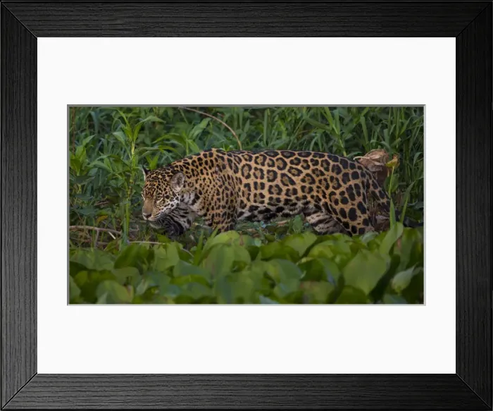 Framed Print : South America. Brazil. A jaguar (Panthera onca), an apex predator, walks along Framed Print : South America. Brazil. A jaguar (Panthera onca), an apex predator, walks along