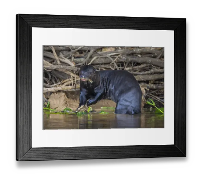 Framed Print : South America. Brazil. Giant river otter (Pteronura brasiliensis) is found in slow-moving Framed Print : South America. Brazil. Giant river otter (Pteronura brasiliensis) is found in slow-moving