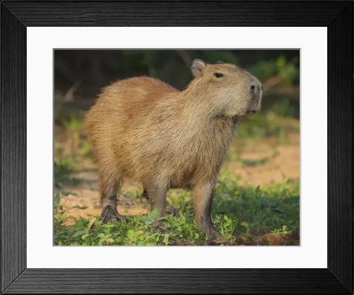 Framed Print : South America. Brazil. A capybara (Hydrochoerus hydrochaeris) is a rodent commonly