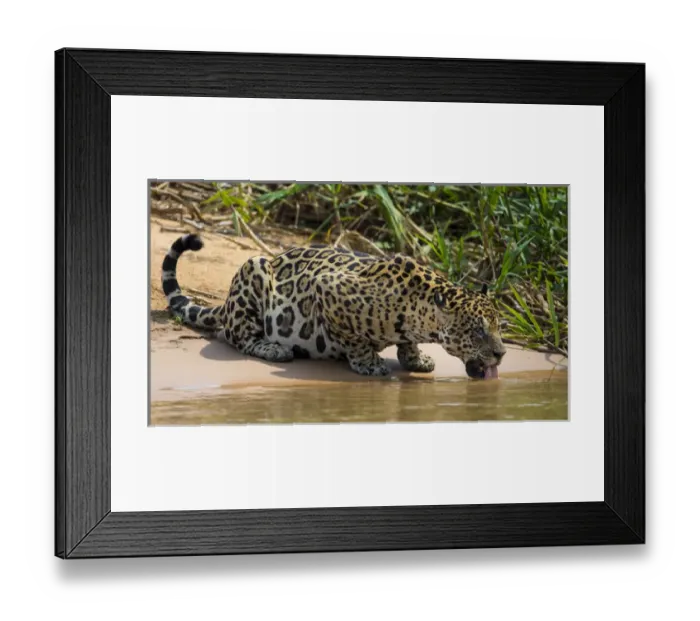 Framed Print : South America. Brazil. A jaguar (Panthera onca), an apex predator, drinks along