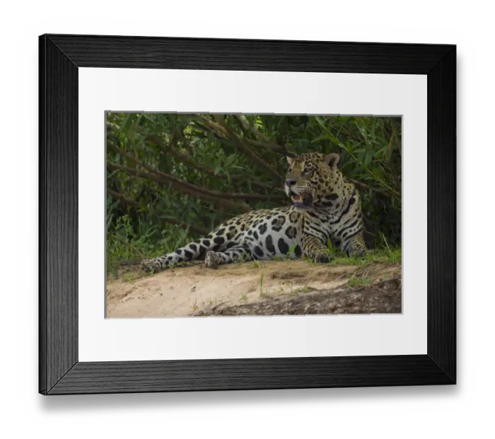 Framed Print : South America. Brazil. A jaguar (Panthera onca), an apex predator, rests along Framed Print : South America. Brazil. A jaguar (Panthera onca), an apex predator, rests along