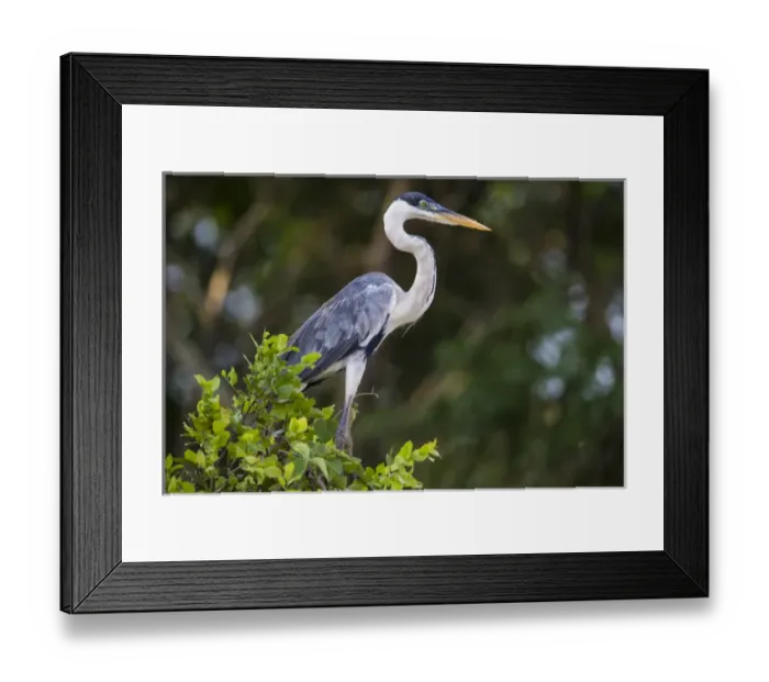 Framed Print : South America. Brazil. A cocoi heron (Ardea purpurea) in the Pantanal, the world s Framed Print : South America. Brazil. A cocoi heron (Ardea purpurea) in the Pantanal, the world s