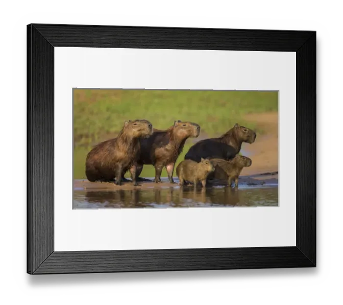 Framed Print : South America. Brazil. A capybara (Hydrochoerus hydrochaeris) is a rodent commonly Framed Print : South America. Brazil. A capybara (Hydrochoerus hydrochaeris) is a rodent commonly