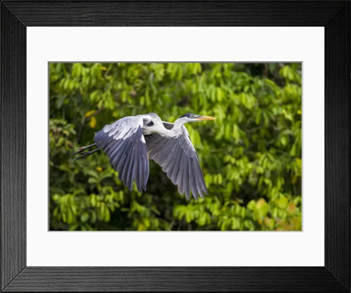 Framed Print : South America. Brazil. A cocoi heron (Ardea purpurea) in the Pantanal, the world s Framed Print : South America. Brazil. A cocoi heron (Ardea purpurea) in the Pantanal, the world s