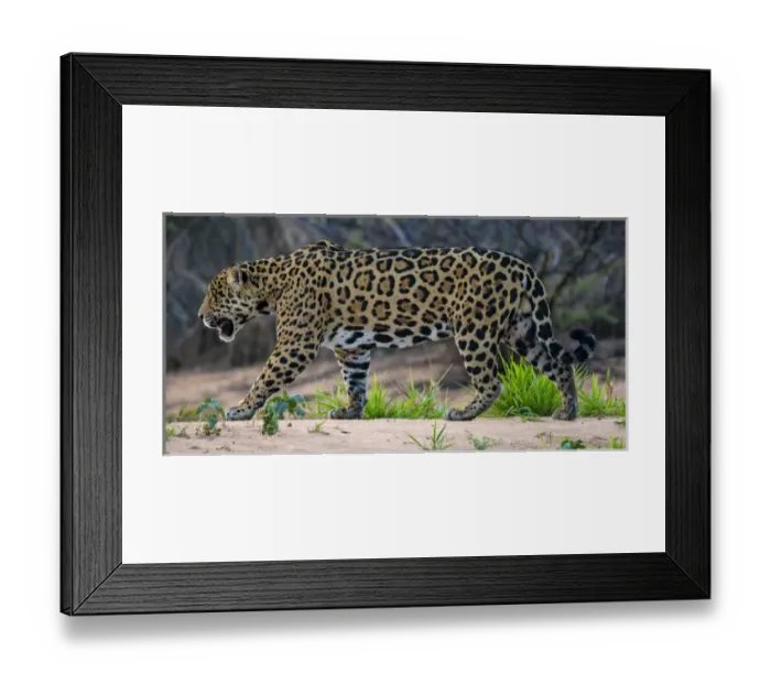 Framed Print : South America. Brazil. A jaguar (Panthera onca), an apex predator, walks along Framed Print : South America. Brazil. A jaguar (Panthera onca), an apex predator, walks along