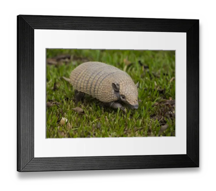 Framed Print : South America. Brazil. A pichi, or dwarf armadillo (Zaedyus pichiy) in the Pantanal Framed Print : South America. Brazil. A pichi, or dwarf armadillo (Zaedyus pichiy) in the Pantanal