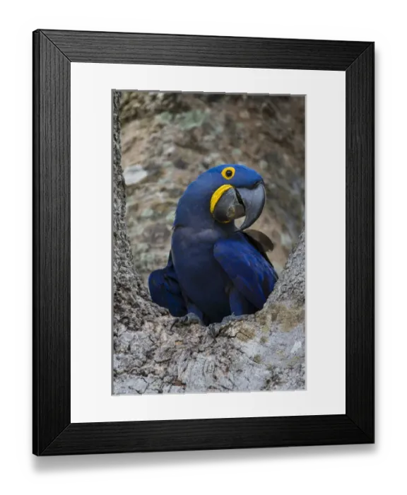 Framed Print : South America. Brazil. Hyacynth macaw (Anodorhynchus hyacinthinus), a vulnerable species of parrot