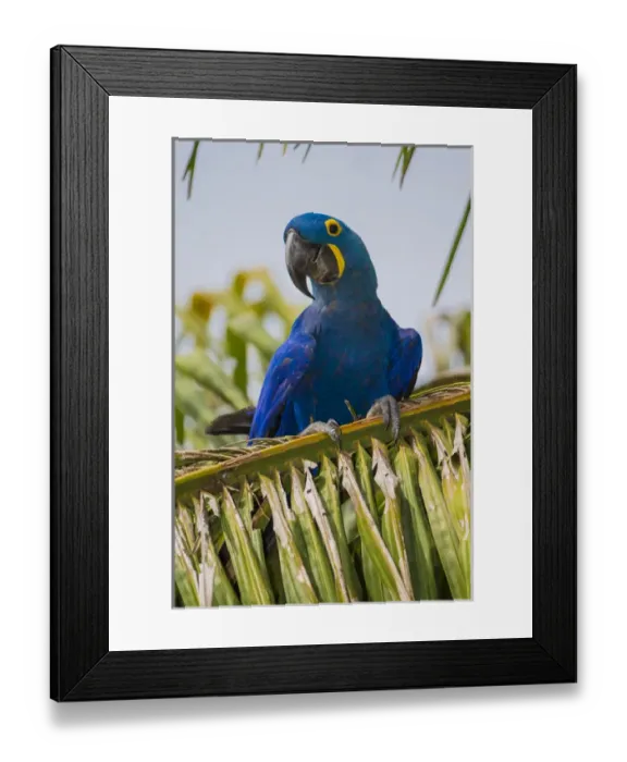 Framed Print : South America. Brazil. Hyacynth macaw (Anodorhynchus hyacinthinus), a vulnerable species of parrot