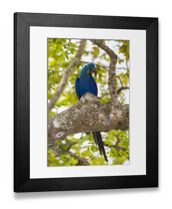 Framed Print : South America. Brazil. Hyacynth macaw (Anodorhynchus hyacinthinus), a vulnerable species of parrot Framed Print : South America. Brazil. Hyacynth macaw (Anodorhynchus hyacinthinus), a vulnerable species of parrot