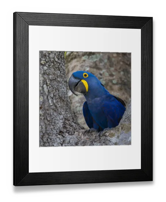 Framed Print : South America. Brazil. Hyacynth macaw (Anodorhynchus hyacinthinus), a vulnerable species of parrot Framed Print : South America. Brazil. Hyacynth macaw (Anodorhynchus hyacinthinus), a vulnerable species of parrot