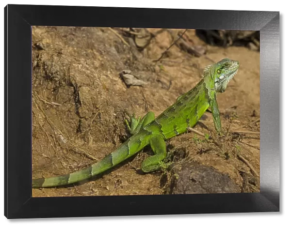 South America. Brazil. A green iguana (Iguana iguana) in the Pantanal, the world s
