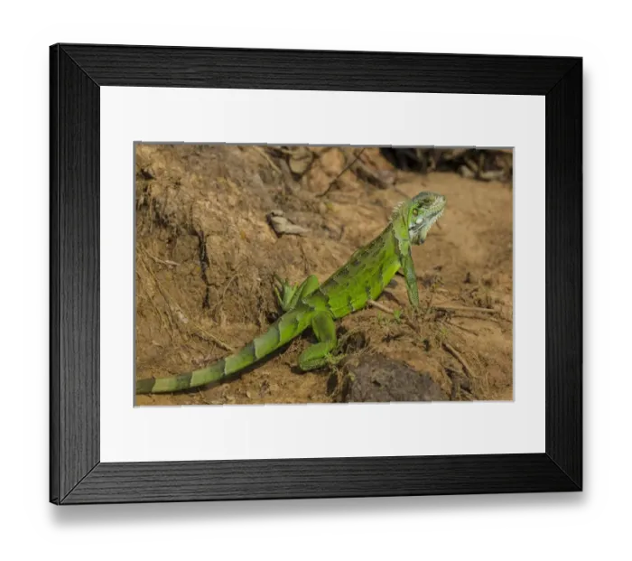 Framed Print : South America. Brazil. A green iguana (Iguana iguana) in the Pantanal, the world s