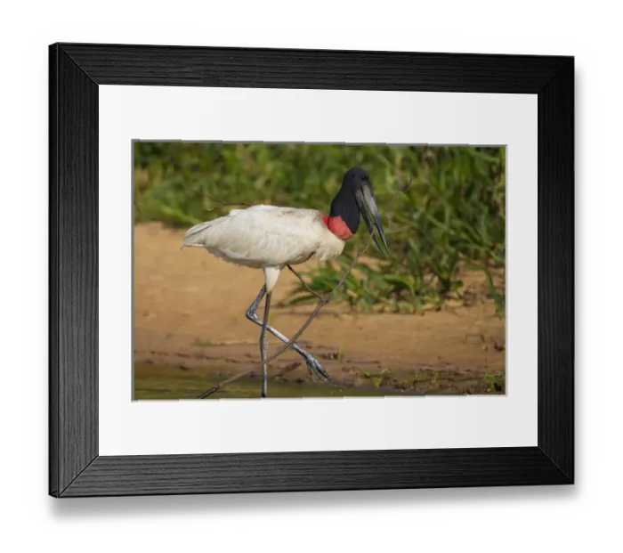 Framed Print : South America. Brazil. A jabiru (Jabiru mycteria) wades along the banks of a river in the Pantanal Framed Print : South America. Brazil. A jabiru (Jabiru mycteria) wades along the banks of a river in the Pantanal