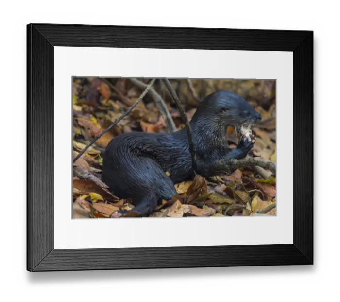 Framed Print : South America. Brazil. Neotropical river otter (Lontra longicaudis), as commonly Framed Print : South America. Brazil. Neotropical river otter (Lontra longicaudis), as commonly
