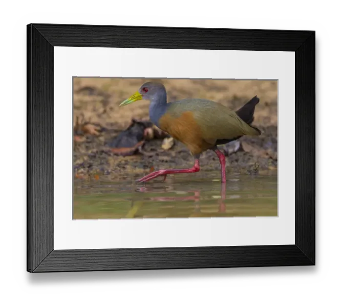 Framed Print : South America. Brazil. Grey-necked wood rail (Aramides cajaneus) is a bird commonly Framed Print : South America. Brazil. Grey-necked wood rail (Aramides cajaneus) is a bird commonly