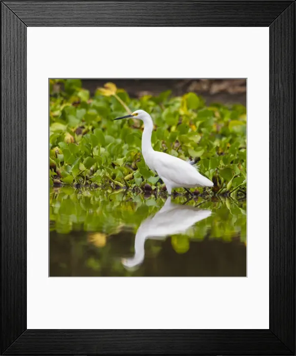 Framed Print : South America. Brazil. A Snowy egret (Egretta thula), is commonly found in the Pantanal Framed Print : South America. Brazil. A Snowy egret (Egretta thula), is commonly found in the Pantanal