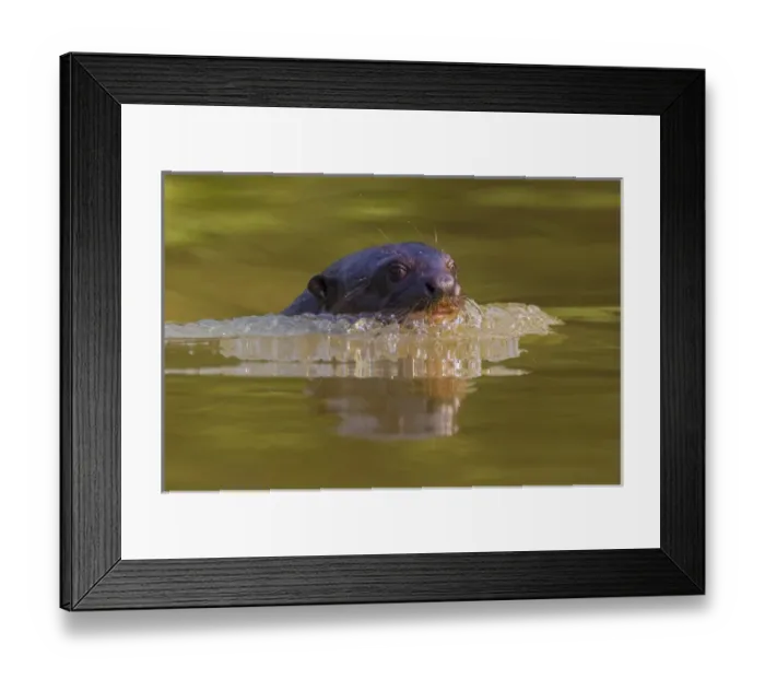 Framed Print : South America. Brazil. Giant river otter (Pteronura brasiliensis) is found in slow-moving Framed Print : South America. Brazil. Giant river otter (Pteronura brasiliensis) is found in slow-moving