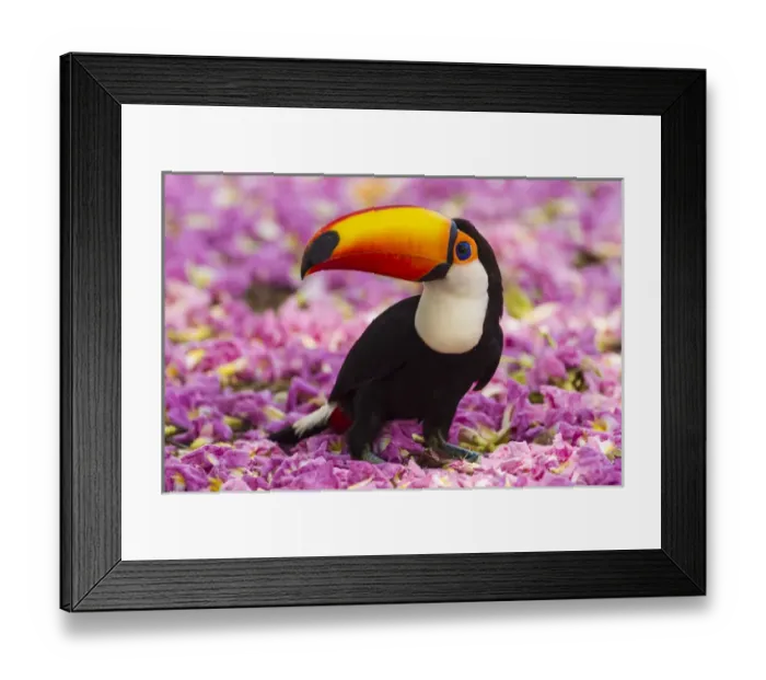 Framed Print : South America. Brazil. Toco Toucan (Ramphastos toco albogularis) is a bird with a Framed Print : South America. Brazil. Toco Toucan (Ramphastos toco albogularis) is a bird with a