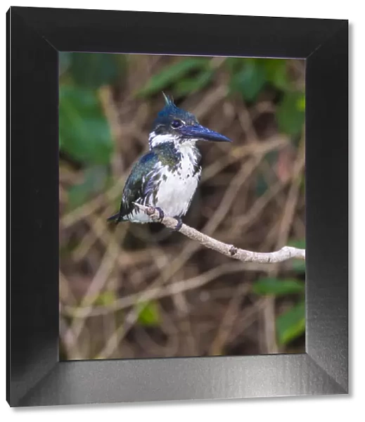 South America. Brazil. A female Amazon kingfisher (Chloroceryle amazona) commonly