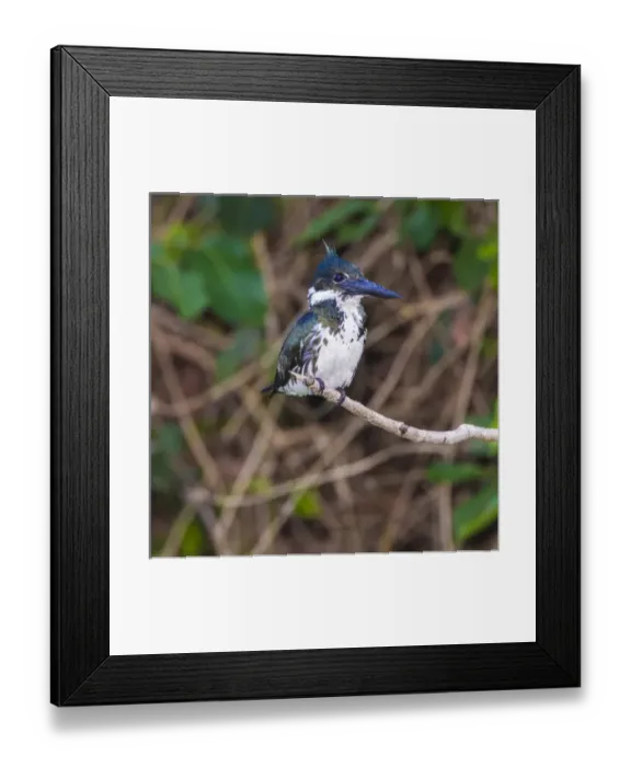 Framed Print : South America. Brazil. A female Amazon kingfisher (Chloroceryle amazona) commonly