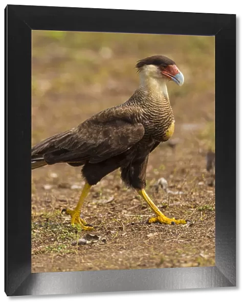 South America. Brazil. Crested Caracara (Caracara plancus) is a raptor related to falcons