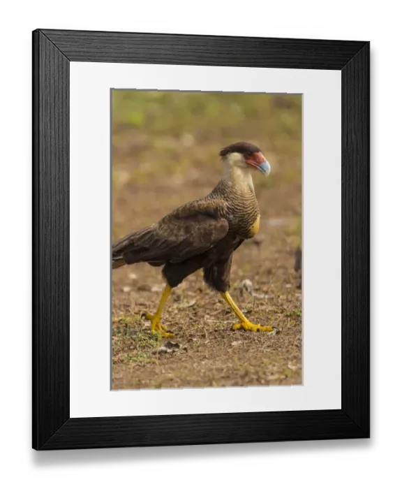 Framed Print : South America. Brazil. Crested Caracara (Caracara plancus) is a raptor related to falcons Framed Print : South America. Brazil. Crested Caracara (Caracara plancus) is a raptor related to falcons
