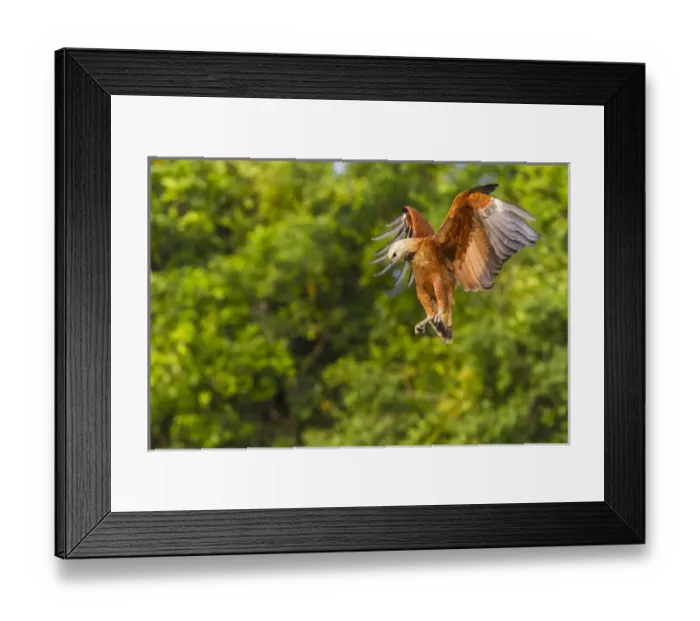 Framed Print : South America. Brazil. Black-collared hawk (Busarellis nigricollis) is a raptor Framed Print : South America. Brazil. Black-collared hawk (Busarellis nigricollis) is a raptor