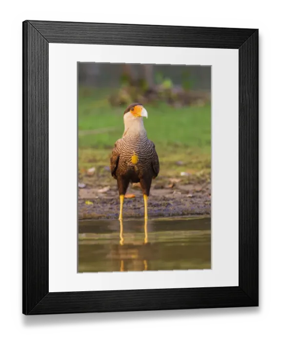 Framed Print : South America. Brazil. Crested Caracara (Caracara plancus) is a raptor related to falcons