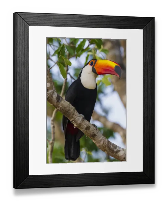 Framed Print : South America. Brazil. Toco Toucan (Ramphastos toco albogularis) is a bird with a