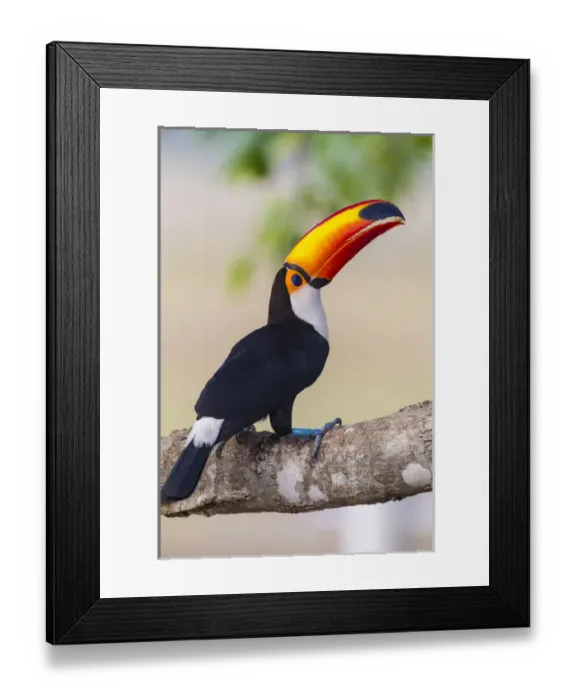 Framed Print : South America. Brazil. Toco Toucan (Ramphastos toco albogularis) is a bird with a Framed Print : South America. Brazil. Toco Toucan (Ramphastos toco albogularis) is a bird with a