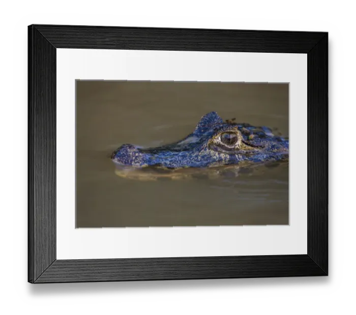 Framed Print : South America. Brazil. A spectacled caiman (Caiman crocodilus) commonly found in the Pantanal Framed Print : South America. Brazil. A spectacled caiman (Caiman crocodilus) commonly found in the Pantanal