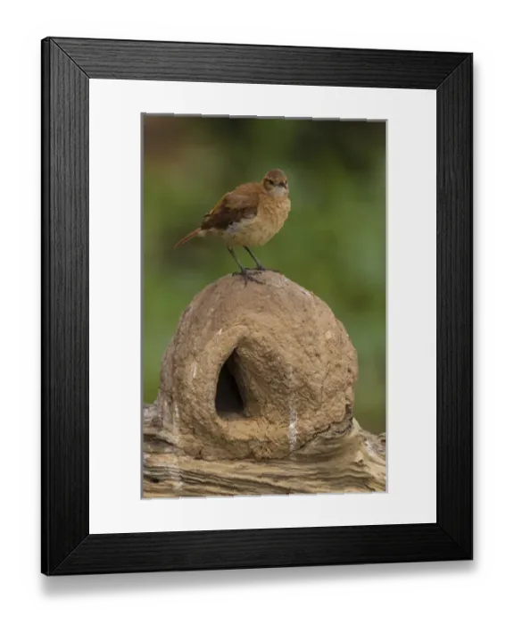 Framed Print : South America. Brazil. A Rufous Hornero (Furnarius rufus) atop its oven-like Framed Print : South America. Brazil. A Rufous Hornero (Furnarius rufus) atop its oven-like