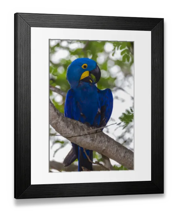 Framed Print : South America. Brazil. Hyacynth macaw (Anodorhynchus hyacinthinus), a vulnerable species of parrot Framed Print : South America. Brazil. Hyacynth macaw (Anodorhynchus hyacinthinus), a vulnerable species of parrot