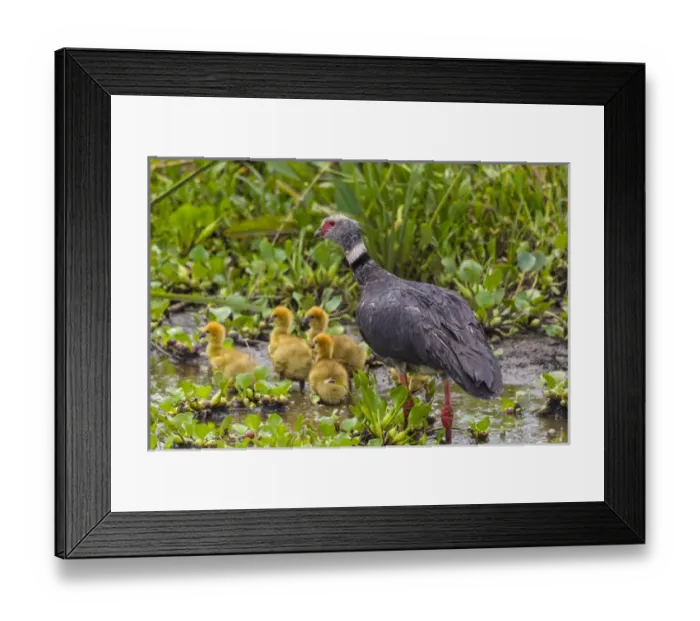 Framed Print : South America. Brazil. A Southern Screamer (Chauna torquata) and several chicks is