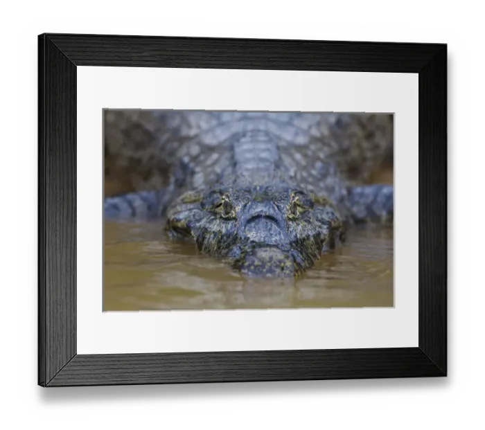 Framed Print : South America. Brazil. A spectacled caiman (Caiman crocodilus) commonly found in the Pantanal Framed Print : South America. Brazil. A spectacled caiman (Caiman crocodilus) commonly found in the Pantanal
