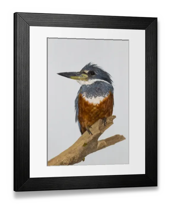 Framed Print : South America. Brazil. A male Amazon kingfisher (Chloroceryle amazona) commonly found Framed Print : South America. Brazil. A male Amazon kingfisher (Chloroceryle amazona) commonly found