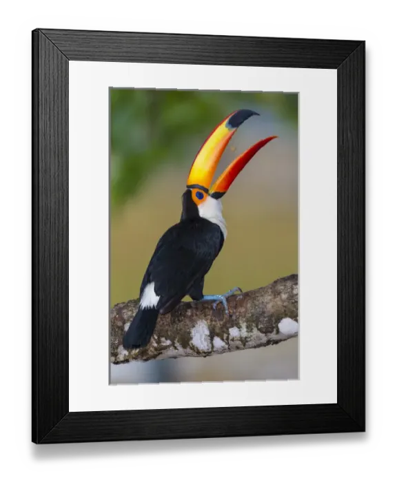 Framed Print : South America. Brazil. Toco Toucan (Ramphastos toco albogularis) is a bird with a Framed Print : South America. Brazil. Toco Toucan (Ramphastos toco albogularis) is a bird with a