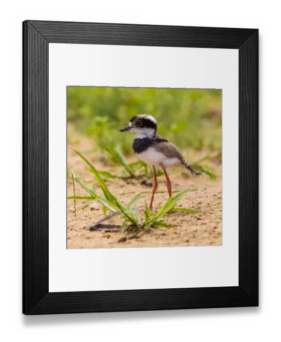 Framed Print : South America. Brazil. A juvenile pied lapwing (Vanellus cayanus) along the banks Framed Print : South America. Brazil. A juvenile pied lapwing (Vanellus cayanus) along the banks