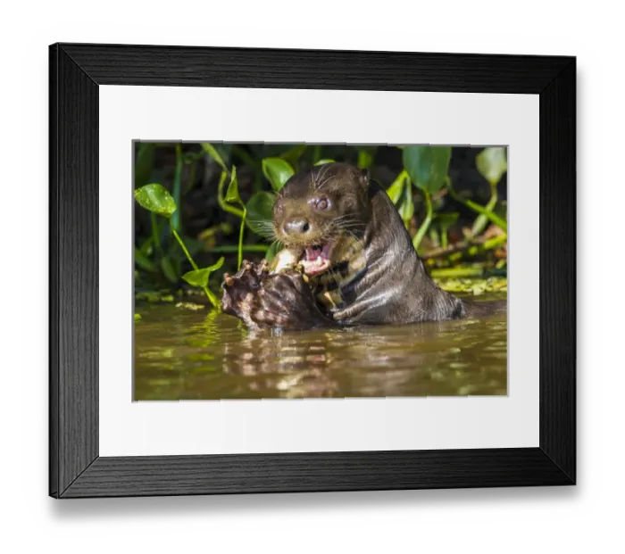 Framed Print : South America. Brazil. Giant river otter (Pteronura brasiliensis) is found in slow-moving Framed Print : South America. Brazil. Giant river otter (Pteronura brasiliensis) is found in slow-moving