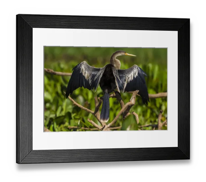 Framed Print : South America. Brazil. An anhinga (Anhinga anhinga) drying its wings in the sun Framed Print : South America. Brazil. An anhinga (Anhinga anhinga) drying its wings in the sun