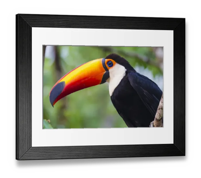 Framed Print : South America. Brazil. Toco Toucan (Ramphastos toco albogularis) is a bird with a Framed Print : South America. Brazil. Toco Toucan (Ramphastos toco albogularis) is a bird with a