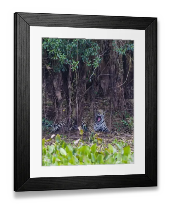 Framed Print : South America. Brazil. A male jaguar (Panthera onca), an apex predator hunting along