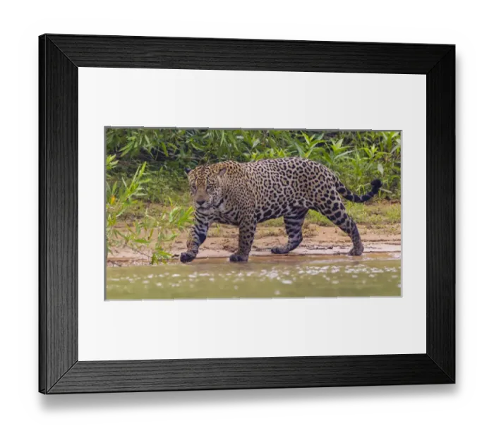 Framed Print : South America. Brazil. A male jaguar (Panthera onca), an apex predator hunting along Framed Print : South America. Brazil. A male jaguar (Panthera onca), an apex predator hunting along