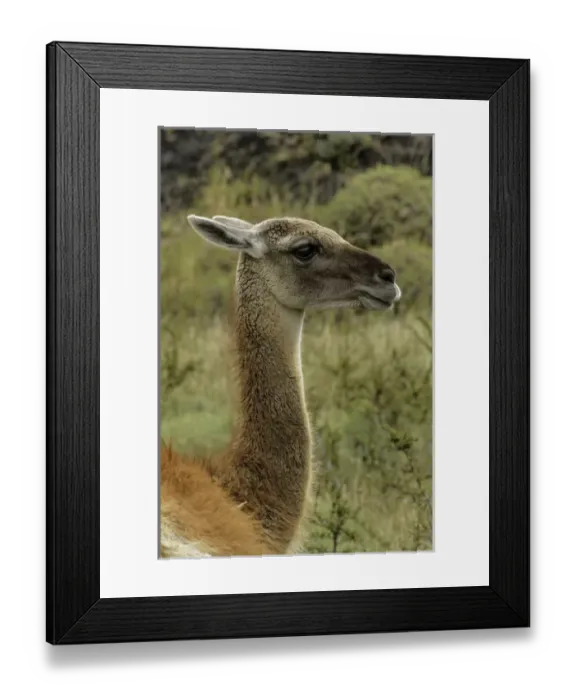 Framed Print : Guanaco portrait, Torres del Paine National Park, Chile, South America. Patagonia Framed Print : Guanaco portrait, Torres del Paine National Park, Chile, South America. Patagonia