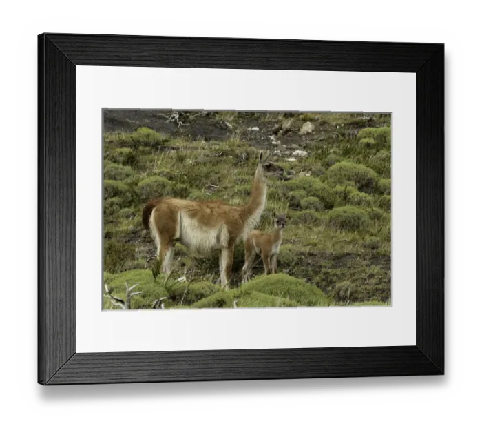 Framed Print : Guanaco and baby (Lama guanaco), Andes Mountain, Torres del Paine National Park, Chile Framed Print : Guanaco and baby (Lama guanaco), Andes Mountain, Torres del Paine National Park, Chile